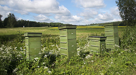 Mehiläispesiä